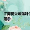 江南荷采蓮蓮葉何田田魚戲蓮葉西魚戲蓮夜鉤魚（江南荷采蓮）
