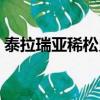 泰拉瑞亞稀松史萊姆是什么（史萊姆是什么）