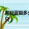 英短藍(lán)貓多少錢一只?（英短藍(lán)貓一般價錢一只）