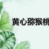 黃心獼猴桃含糖量高嗎?（黃心獼猴桃）