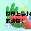 世界上最小的動(dòng)物是什么 排名（世界上最小的動(dòng)物）