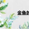 金魚的故鄉(xiāng)是（金魚的故鄉(xiāng)）