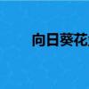 向日葵花盤煮水偏方（向日葵花盤）