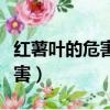 紅薯葉的危害有哪些你都知道嗎（紅薯葉的危害）