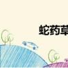 蛇藥草藥圖片 救治（蛇藥草）