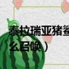 泰拉瑞亞豬鯊怎么召喚出來（泰拉瑞亞豬鯊怎么召喚）