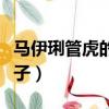 馬伊琍管虎的第一段婚史（馬伊琍與管虎有一子）