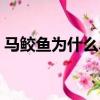 馬鮫魚(yú)為什么盡量少吃（馬鮫魚(yú)的營(yíng)養(yǎng)價(jià)值）