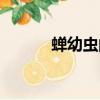 蟬幼蟲的功效與作用（蟬幼蟲）