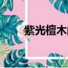紫光檀木的功效與作用（紫光檀木）