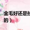 金毛好還是拉布拉多好（金毛怎么訓練才聽話的）