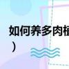 如何養(yǎng)多肉植物最好的方法（如何養(yǎng)多肉植物）