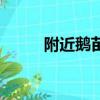 附近鵝苗批發(fā)（鵝苗多少錢一只）