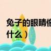 兔子的眼睛像什么一年級(jí)語文（兔子的眼睛像什么）