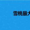 雪桃最大幾斤（雪桃多少錢一斤）
