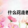 什么花走著開打一詞（什么花走著開）