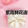 紫霞鮮花連鎖店地址（紫霞鮮花連鎖店）