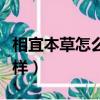 相宜本草怎么樣適合什么年齡（相宜本草怎么樣）