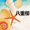 八重櫻勿忘手辦（八重櫻勿忘）
