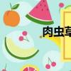 肉蟲草的功效和吃法（肉蟲）