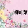 柳葉菜的功效與主治（柳葉菜）