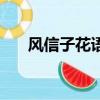 風(fēng)信子花語和寓意（風(fēng)信子花語圖片）