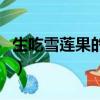 生吃雪蓮果的功效與禁忌（生吃雪蓮果的功效）