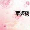 蘋婆樹的功效與作用（蘋婆樹）