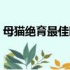 母貓絕育最佳時(shí)間季節(jié)（母貓絕育最佳時(shí)間）