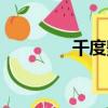 千度影院參數(shù)（千度影院）