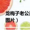龍梅子老公是誰 個人資料（龍梅子老公資料圖片）