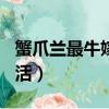 蟹爪蘭最牛嫁接五層（蟹爪蘭無痕嫁接100成活）