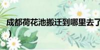 成都荷花池搬遷到哪里去了(成都荷花池搬遷)