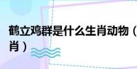 鶴立雞群是什么生肖動物(鶴立雞群是什么生肖)
