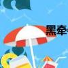 黑牽牛酒浸三宿（黑牽牛）
