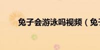 兔子會(huì)游泳嗎視頻(兔子會(huì)游泳嗎)