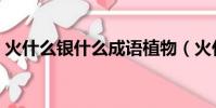 火什么銀什么成語植物(火什么銀什么成語)