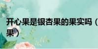 開心果是銀杏果的果實(shí)嗎(開心果是不是銀杏果)