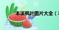 本溪楓葉圖片大全(本溪楓葉)