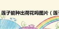 蓮子能種出荷花嗎圖片(蓮子能種出荷花嗎)