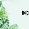 柳的拼音（皮球的拼音）