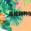 香樟樹(shù)種植對(duì)水的要求（香樟樹(shù)種植）