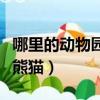 哪里的動(dòng)物園有大熊貓（哪個(gè)地方的動(dòng)物園有熊貓）