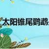 太陽錐尾鸚鵡是保護動物嗎（太陽錐尾鸚鵡）