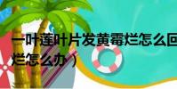 一葉蓮葉片發(fā)黃霉?fàn)€怎么回事(一葉蓮葉子腐爛怎么辦)