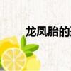 龍鳳胎的形成原因（龍鳳胎的形成）