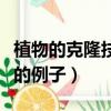 植物的克隆技術(shù)對人類有什么益處（植物克隆的例子）