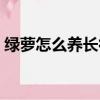 綠蘿怎么養(yǎng)長得快茂密（綠蘿怎么養(yǎng)長得快）