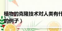 植物的克隆技術(shù)對人類有什么益處(植物克隆的例子)