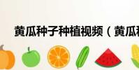 黃瓜種子種植視頻(黃瓜種子怎么種植)